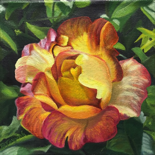 Joseph's Coat of Many Colors Rose (Dad's rose) by Barbara Teusink