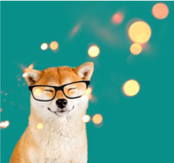 Dreaming happy akita inu dog with black glasses sitting on green background with sparkles