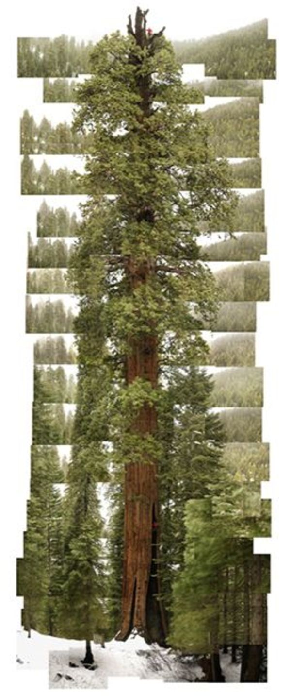 "Stagg" Sequoia by James Balog