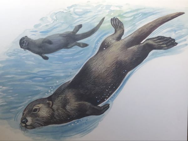 Otters by Unknown