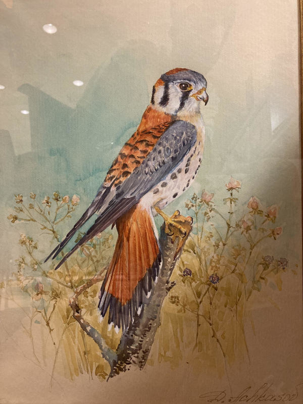 American Kestrel (Falco Sparverius) by Demetrij Achkasov