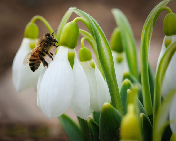 Bee on a Snowdrop by Linda Ellis