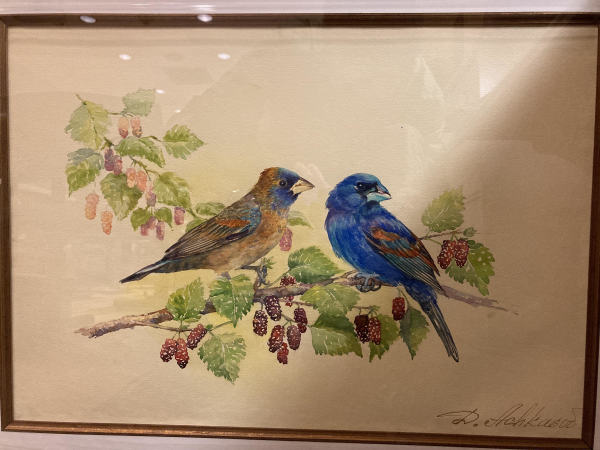 Pair of Blue Grosbeaks (Cardinalidae) by Demetrij Achkasov