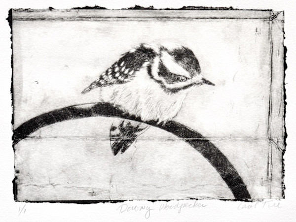Downy Woodpecker 1/1 by Carol Till