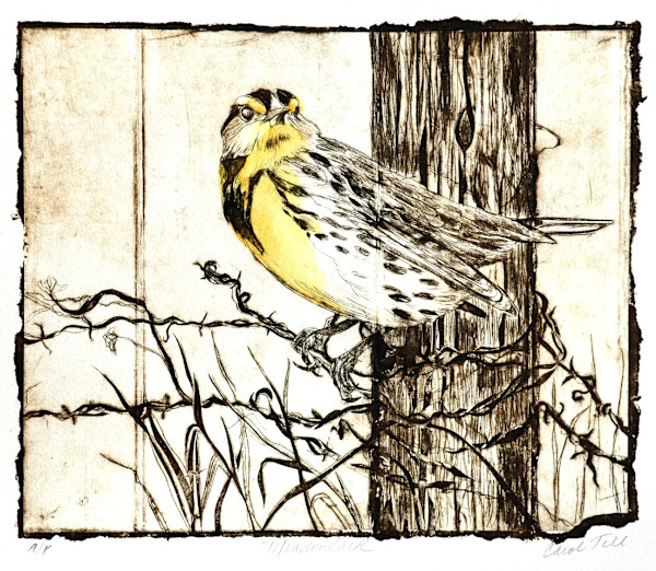 Meadowlark AP by Carol Till