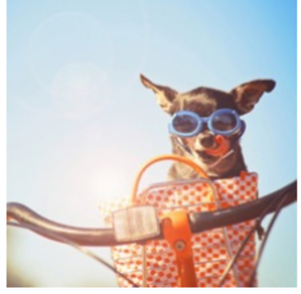 Dog in basket by Unknown