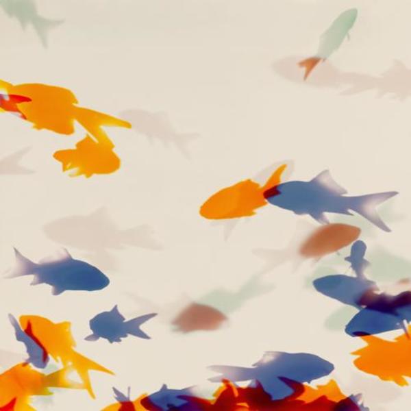 Goldfish I & 2 by Ethan Jantzer