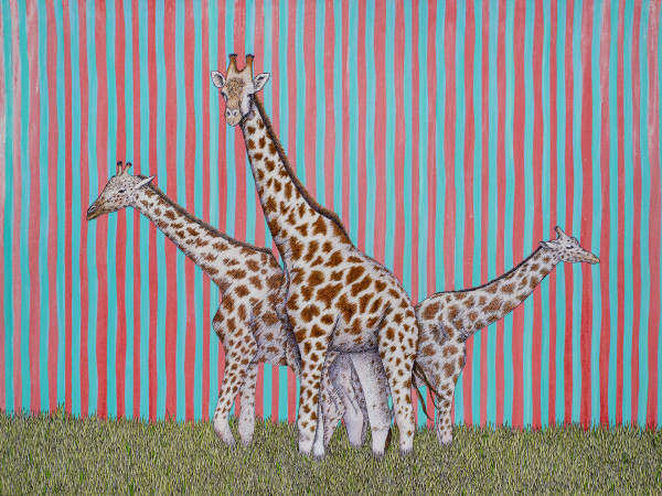 Giraffes by Mark Stokesbury