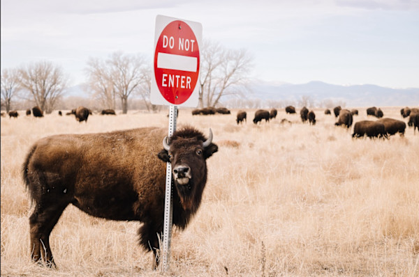Caution by Kelly Wiitala
