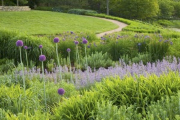 Purple Allium with Greenery and Pathway by Abhi Ganju