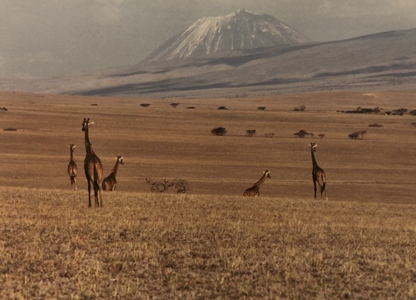 Giraffe & Serengeti Landscape by Ron Williams