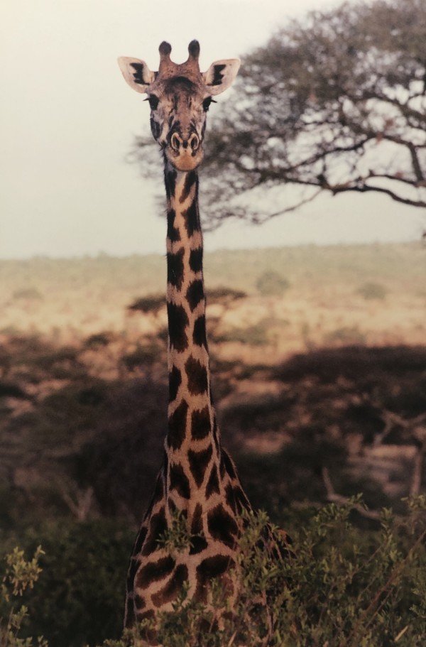 Giraffe by Ron Williams