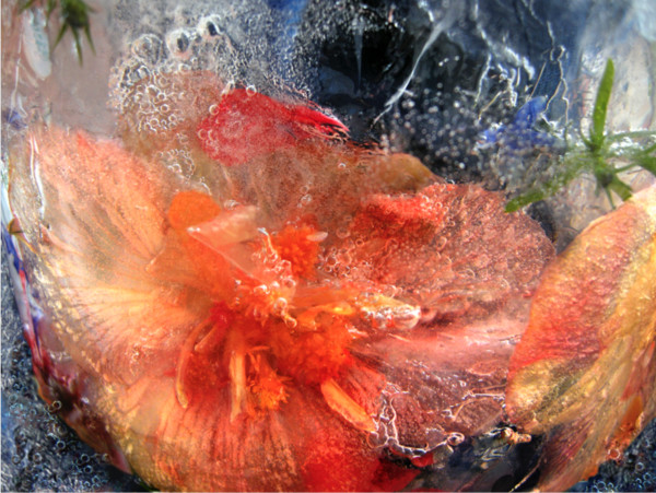 Mango Flame Skimmer (Begonia) by Ginger Mongiello