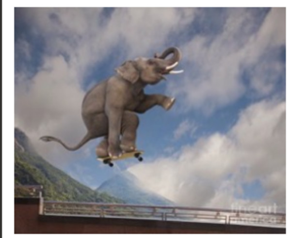 Skateboarding Elephant by Unknown