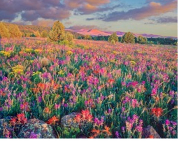 The meadow of wildflowers at Stony Pass by Unknown