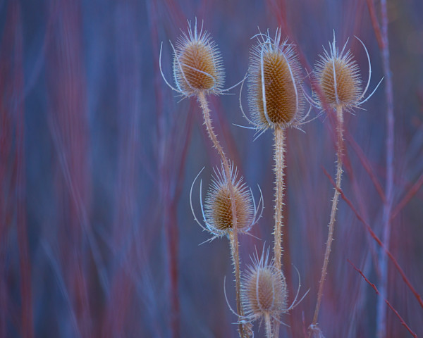 Wonder by Jenifer Bunn