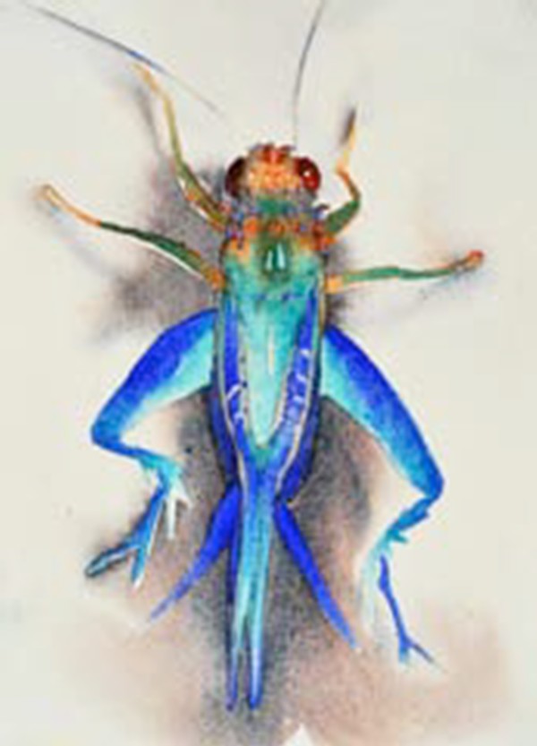 Blue Grasshopper by Carol Carter