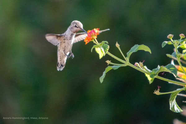 Anna's Hummingbird by Alexandra Buxbaum