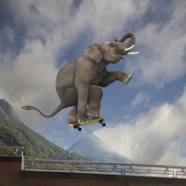 Elephant Skateboarding by John Lund
