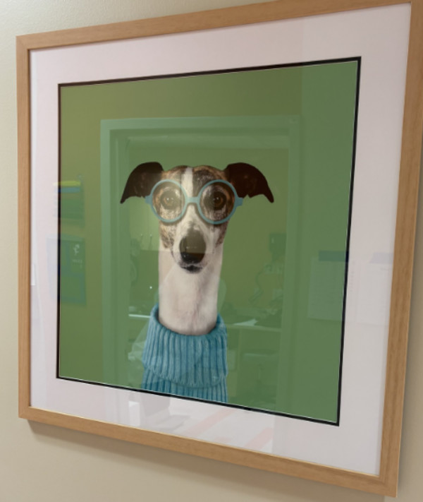 The Funny dog with glasses