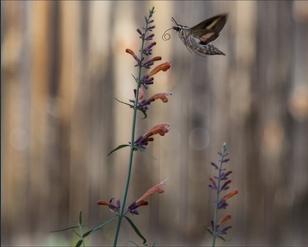 Harmony by Jenifer Bunn