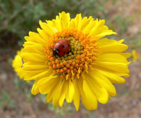 Lady Bug on Yellow by Unknown Robinson