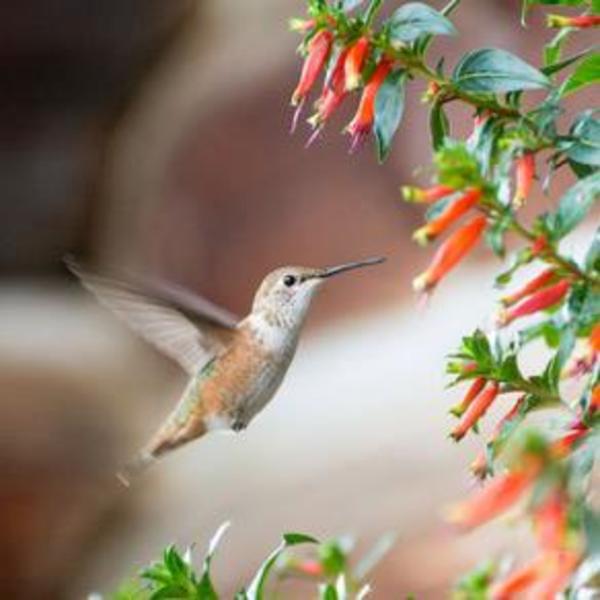 Hummingbird by Stan Hellmann