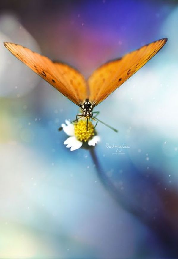 "twomeows" Butterfly by Unknown