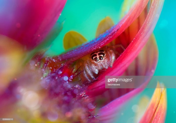 "twomeows" Close-up of Jumping Spider Hiding by Unknown