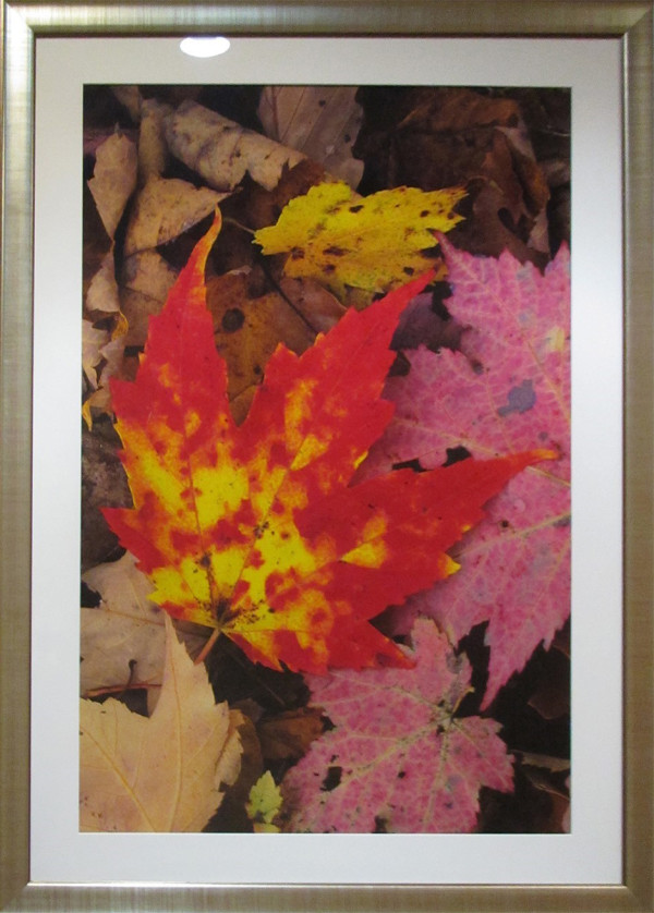 Fall Leaves (6)-pink by Byron Jororian
