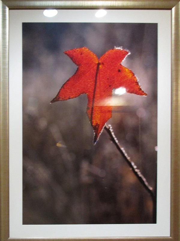 Fall Leaves (6)-grey by Byron Jororian