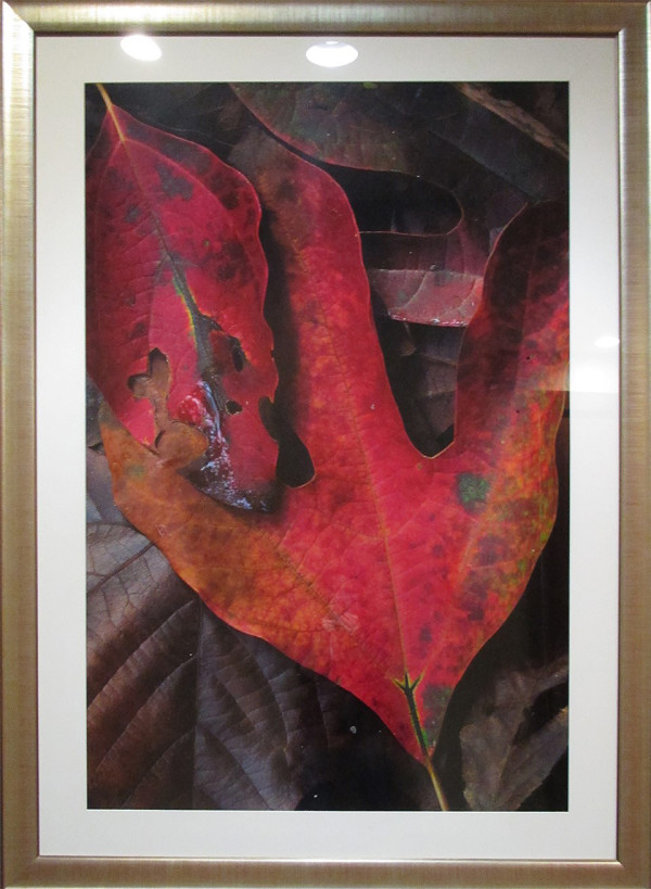 Fall Leaves (6)-brown by Byron Jororian