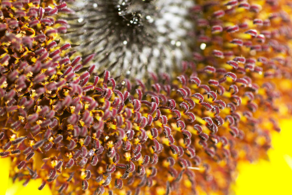 Flower Closeup by Marlynn Rutenberg