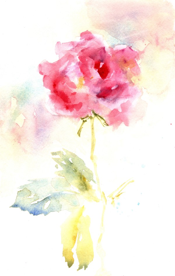 Pink Rose Study by Rebecca Zdybel