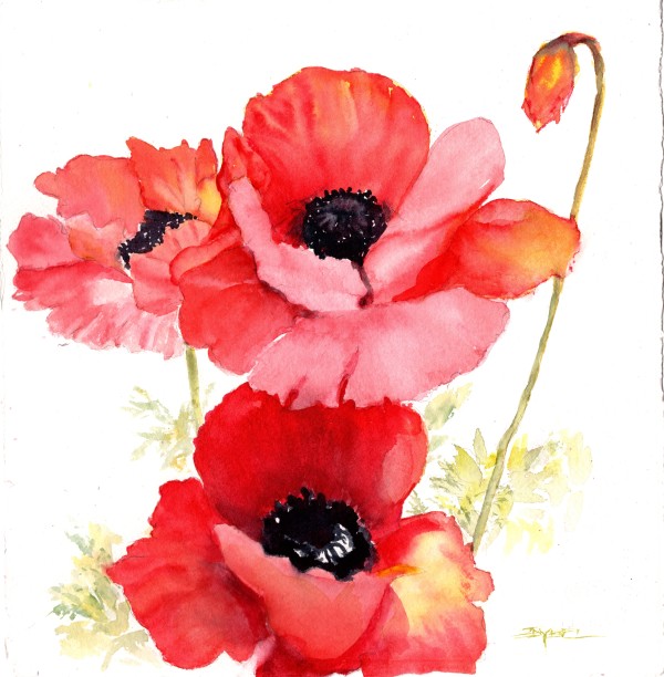 Sunkissed Poppies by Rebecca Zdybel