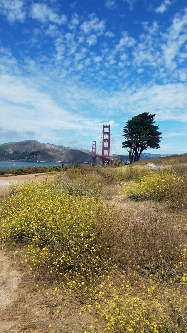 Wild Flowers Golden Gate Summer by Irene Bee Kain