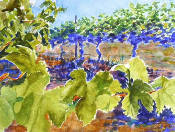 Grape Leaves by Chas Martin
