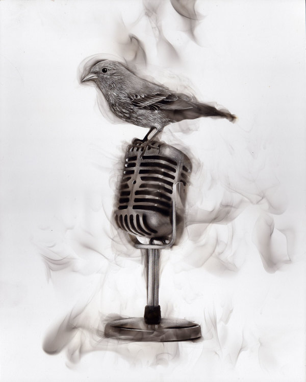 Bird on mic, 2016 by Steven Spazuk