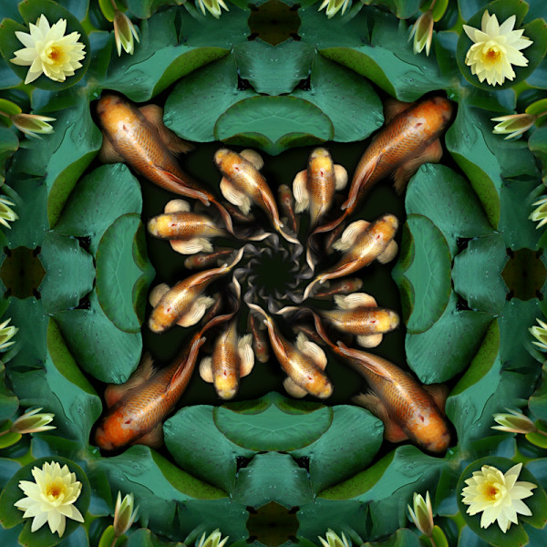 Koi Quadrille 3 of 5