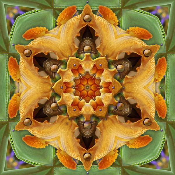 Orange Iris Bittersweet