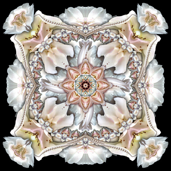 Rose Frills In Four 24 x 24