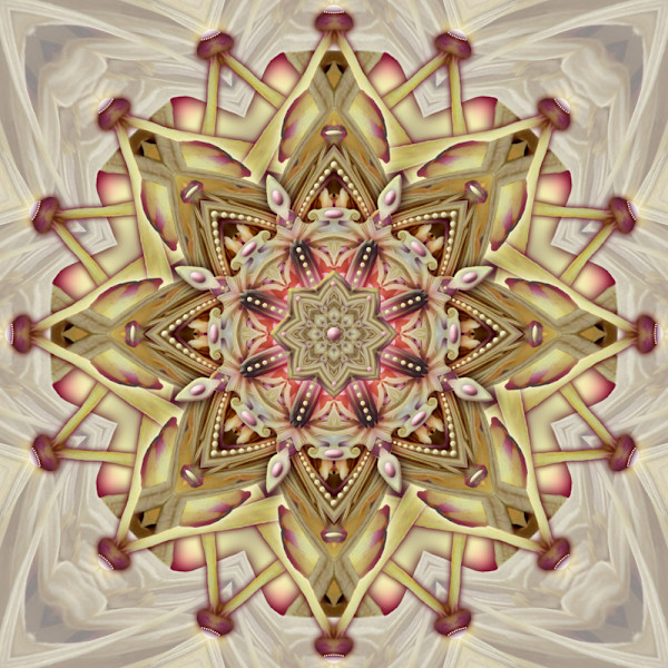 Sanctuary Of Magnolia Stamens