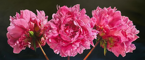 Blushlight by Anne-Marie Zanetti, Image 1.