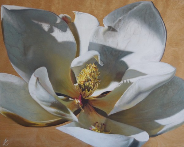 Magnolia by Anne-Marie Zanetti