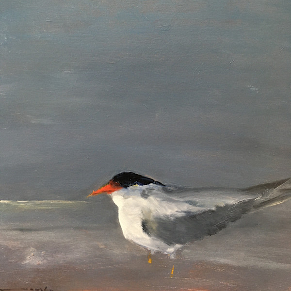 Tern by Marston Clough