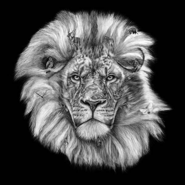 Panthera Leo by Sira Trinkler