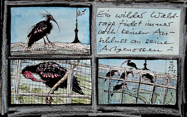 Zuger Waldrappen by Martin Spillmann