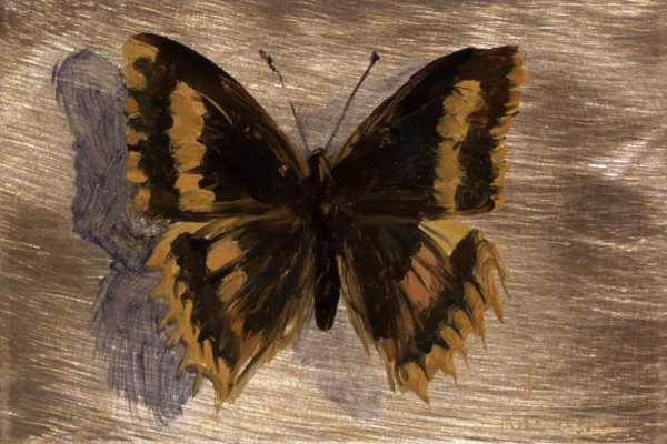 Tribute Butterfly #5 by Kim Randleas