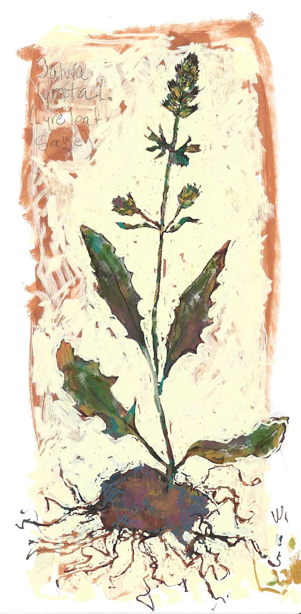 BRIT 7_Lyreleaf Sage by Layla Luna