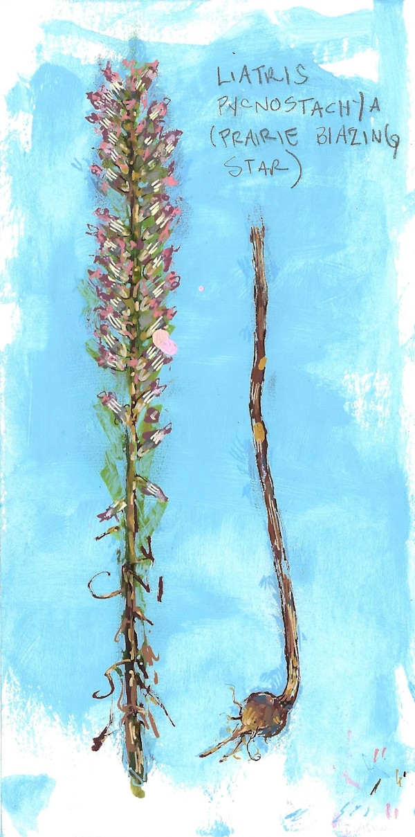 BRIT 8_Prairie Blazing Star by Layla Luna